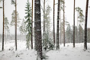 Researchers test common garden practice on lodgepole pine forests