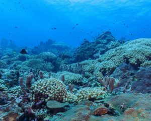 UBCO researcher uses computer modelling to predict reef health