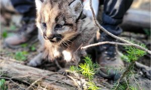 Restoring nature’s broken links to help wildlife