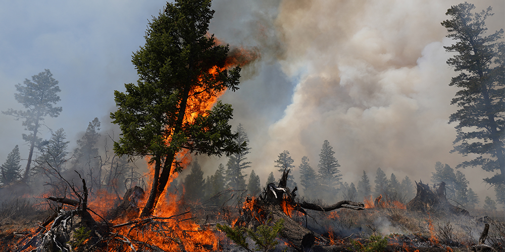 Fundamentals of Wildland Fire Ecology and Management Program Logo