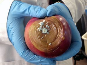 UBC research discovers a chemical-free way to keep apples fresher longer