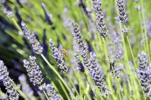 New study discovers gene that makes lavender smell sweet