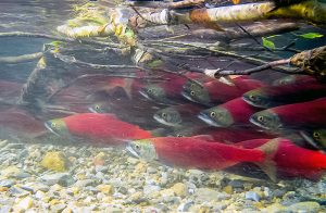 Ancient genetic markers in sockeye salmon can help manage healthier fish stocks
