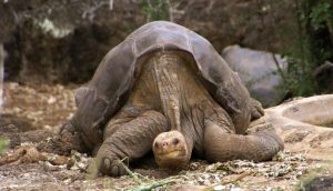Giant tortoise provides insights into longevity and age-related disease
