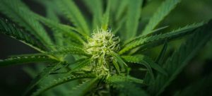 UBC and TRU team up to explore useful bio-products found in cannabis
