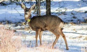 Deer Data