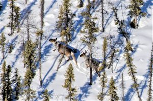 New research says location of protected areas vital to wildlife survival