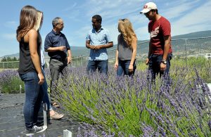UBC researchers dig to get to the root of lavender’s secrets